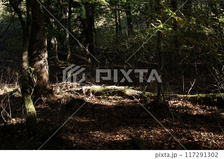 四季の散歩　秋　たじま高原植物園 117291302