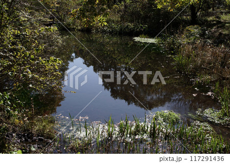 四季の散歩 秋 たじま高原植物園 四季の散歩 秋 たじま高原植物園 117291436