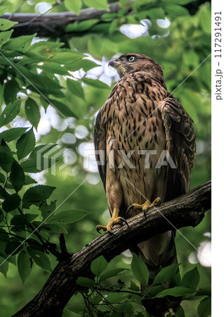 オオタカ幼鳥 117291491