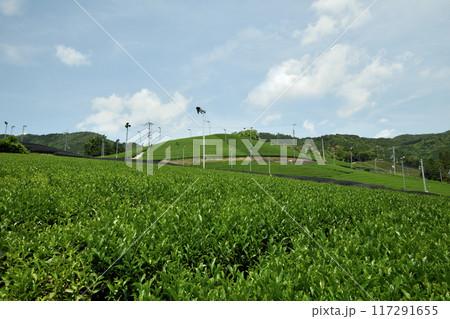 和束町の茶畑　【京都府相楽郡和束町】 117291655