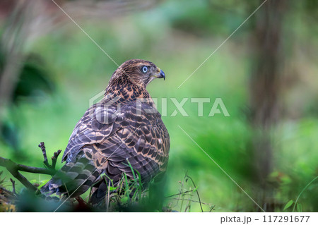 オオタカ幼鳥 117291677