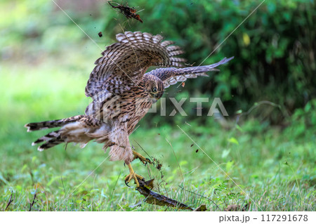 オオタカ幼鳥 117291678