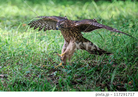 オオタカ幼鳥 117291717