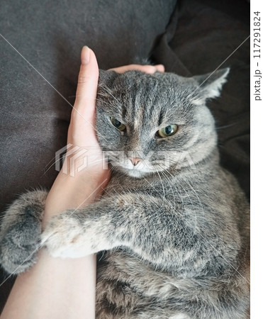 Cute gray cat with green eyes lying on a woman's hand Cute gray cat with green eyes lying on a woman's hand 117291824