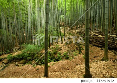 熊野古道(藤白坂・竹の道)　【和歌山県海南市】 117291912
