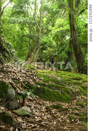 熊野古道(藤白坂・十七丁石地蔵) 【和歌山県海南市】 熊野古道(藤白坂・十七丁石地蔵) 【和歌山県海南市】 117291999