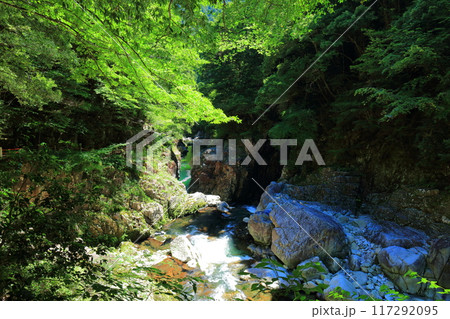 【広島県】万緑の三段峡(石樋) 【広島県】万緑の三段峡(石樋) 117292095
