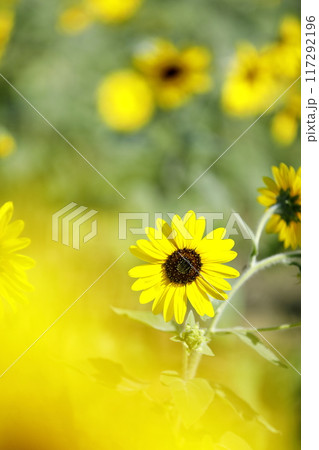 ひまわり ひまわり 117292196