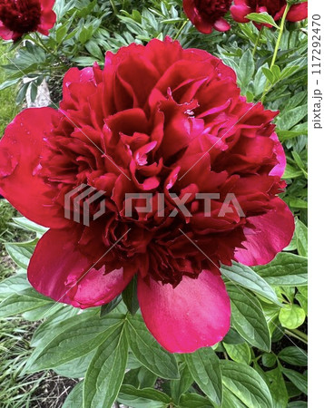 芍薬レッドチャーム 117292470