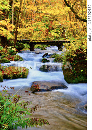 秋の奥入瀬渓流（青森県・十和田市） 117292489
