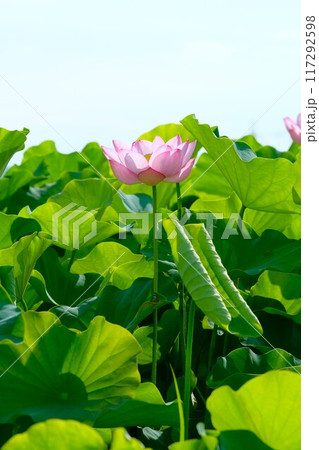 奈良藤原京跡の蓮の花 奈良藤原京跡の蓮の花 117292598
