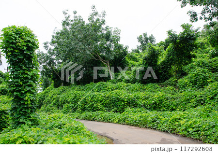 A rural road with sides covered with highly invasive vines Mucuna bracteata- commonly called as thottapayar A rural road with sides covered with highly invasive vines Mucuna bracteata- commonly called as thottapayar 117292608