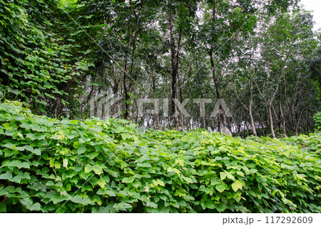 Rubber plantation covered with invasive vines Mucuna bracteata- commonly called as thottapayar. Rubber plantation covered with invasive vines Mucuna bracteata- commonly called as thottapayar. 117292609