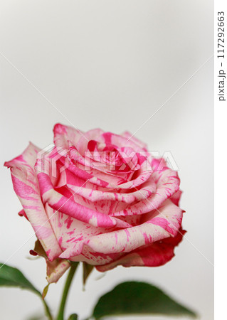 Delicate white-pink rose on a white background Delicate white-pink rose on a white background 117292663