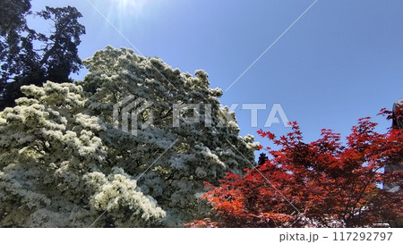 なんじゃもんじゃとモミジのコラボ なんじゃもんじゃとモミジのコラボ 117292797