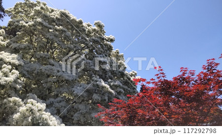 青空とまるで雪の白とモミジの赤のコラボレーション 117292798
