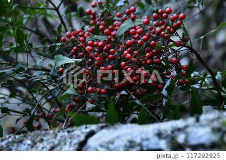 徳島薬王寺 徳島薬王寺 117292925