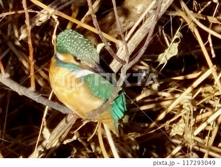 緑色のカワセミ 緑色のカワセミ 117293049