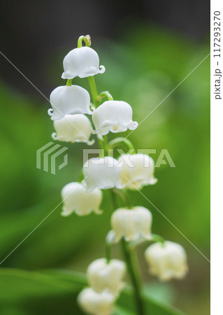 初夏の北海道を代表する 白いスズランの花 117293270