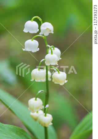 初夏の北海道を代表する 白いスズランの花 117293273