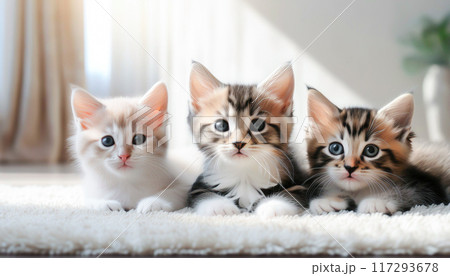 子猫の兄弟 117293678