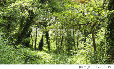 夏の小網代の森 夏の小網代の森 117294049