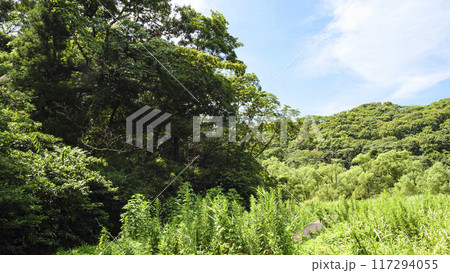 夏の小網代の森 117294055