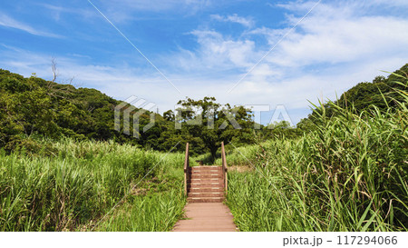 夏の小網代の森 夏の小網代の森 117294066