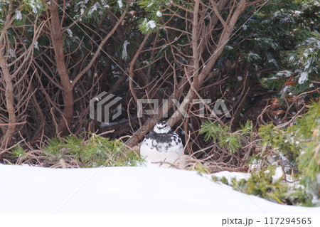 5月上旬の立山室堂平 ハイマツ群生地に隠れる雄のライチョウ 5月上旬の立山室堂平 ハイマツ群生地に隠れる雄のライチョウ 117294565