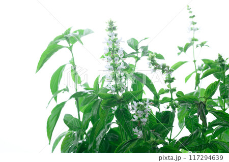 とってもかわいい バジルの花 とってもかわいい バジルの花 117294639