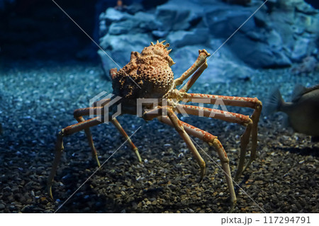 The japan spider king crab or alaska king crab at kaiyukan aquarium , Osaka ,Japaan The japan spider king crab or alaska king crab at kaiyukan aquarium , Osaka ,Japaan 117294791