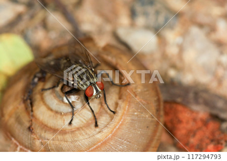 Close up The housefly insect on snail dead 117294793