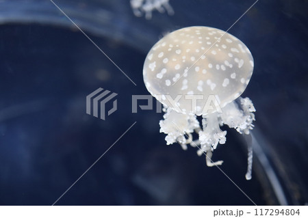 the jellyfish is beautiful in the water at japan the jellyfish is beautiful in the water at japan 117294804
