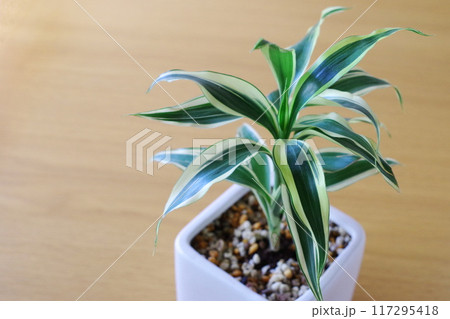 観葉植物ドラセナ 観葉植物ドラセナ 117295418