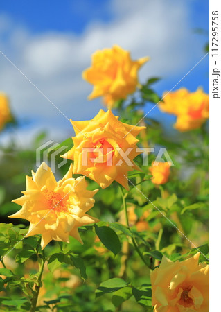満開の黄色いバラ 117295758