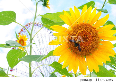 ヒマワリと蜂 117295865