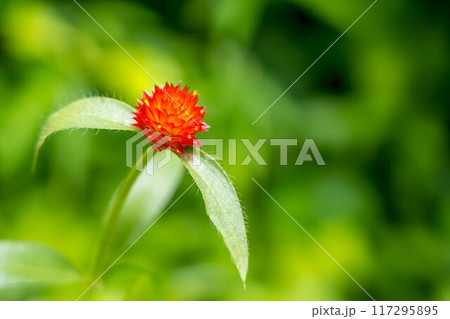 真夏を彩る花～千日紅～ 117295895