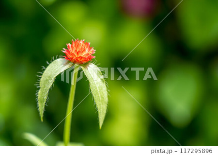 真夏を彩る花~千日紅~ 真夏を彩る花~千日紅~ 117295896