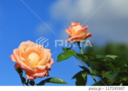 満開のピンクのバラ 117295987