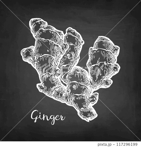 Fresh ginger root chalk sketch Fresh ginger root chalk sketch 117296199