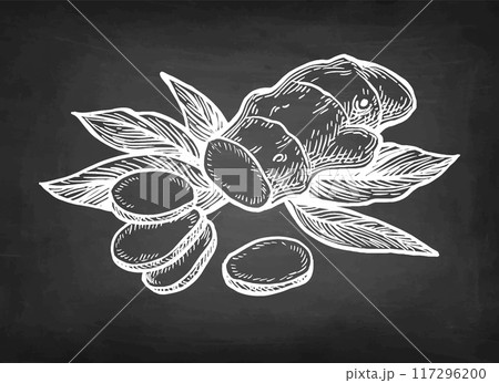 Chalk sketch of ginger root with slices and leaves 117296200