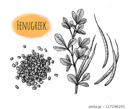 Fenugreek ink sketch. Fenugreek ink sketch. 117296203