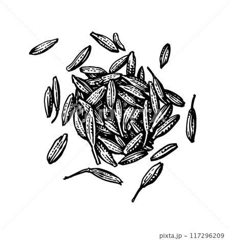 Cumin seeds ink sketch. 117296209