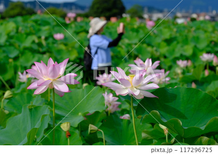 奈良藤原京跡の蓮の花 117296725