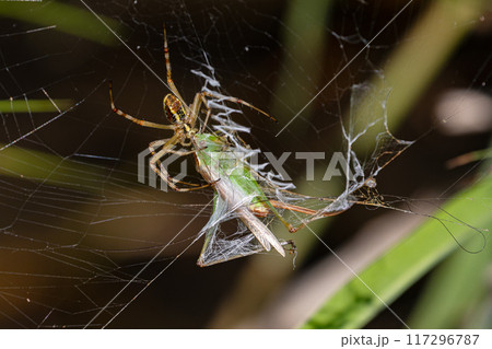 捕らえられたバッタ 捕らえられたバッタ 117296787