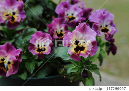 荒尾市　おもやい市民花壇　パンジー・ビオラ、 117296907