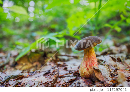 The Elegant and Beautiful Mushroom Growth in a Lush, Vibrant Forest Setting with Rich Details The Elegant and Beautiful Mushroom Growth in a Lush, Vibrant Forest Setting with Rich Details 117297041