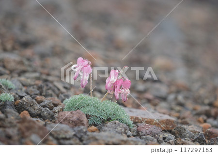 雨と霧のなかで咲くコマクサ 117297183