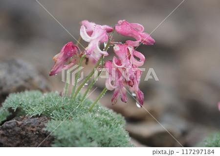 雨に濡れたコマクサのアップ 雨に濡れたコマクサのアップ 117297184