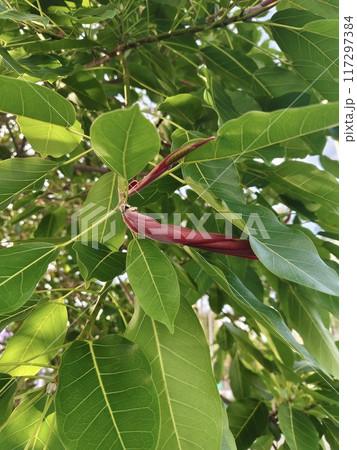 Thai fig budding red brown new leaves. Thai fig budding red brown new leaves. 117297384